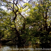 Ratargul Swamp Forest_33